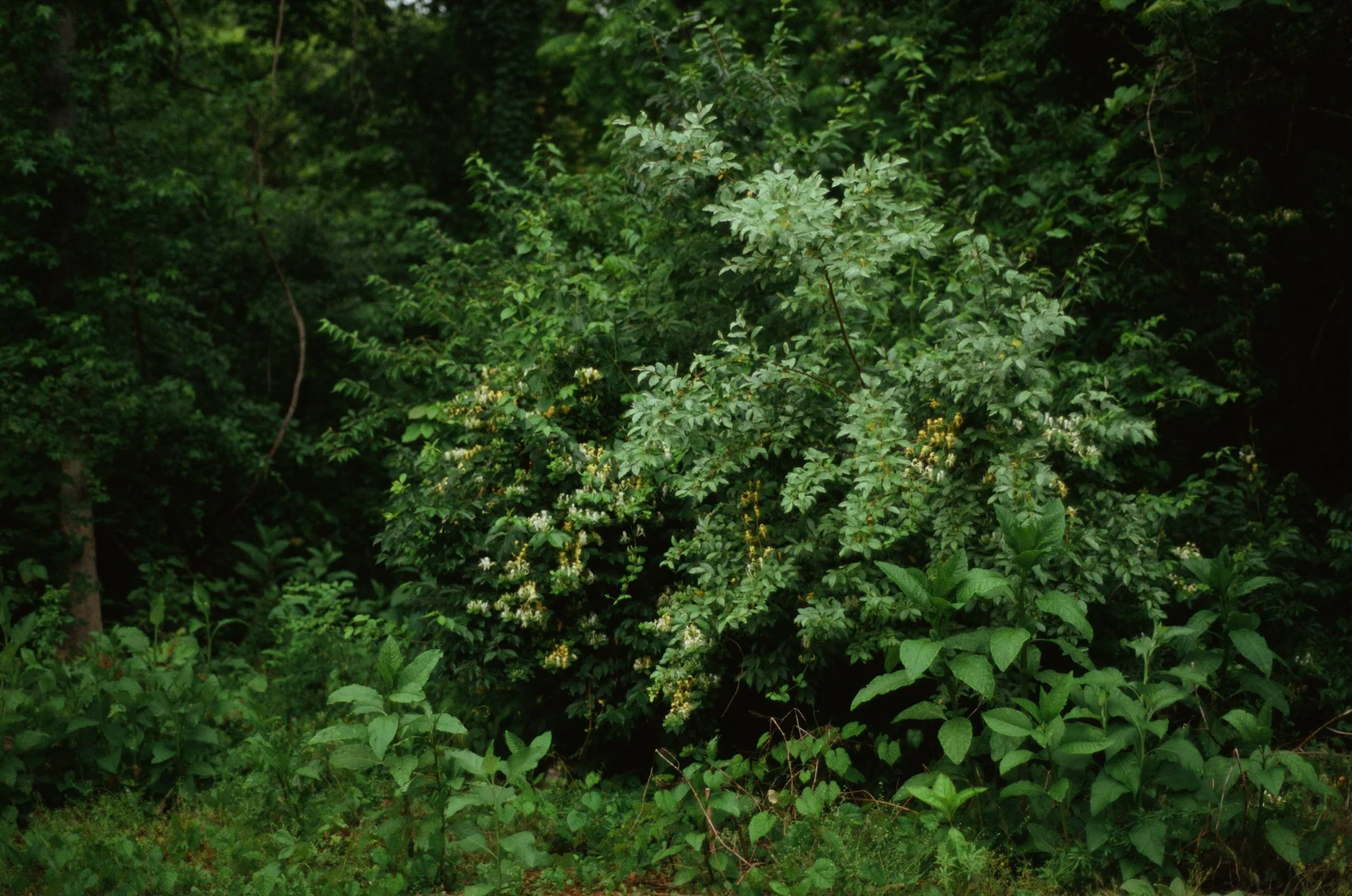 colors old film-094.jpg