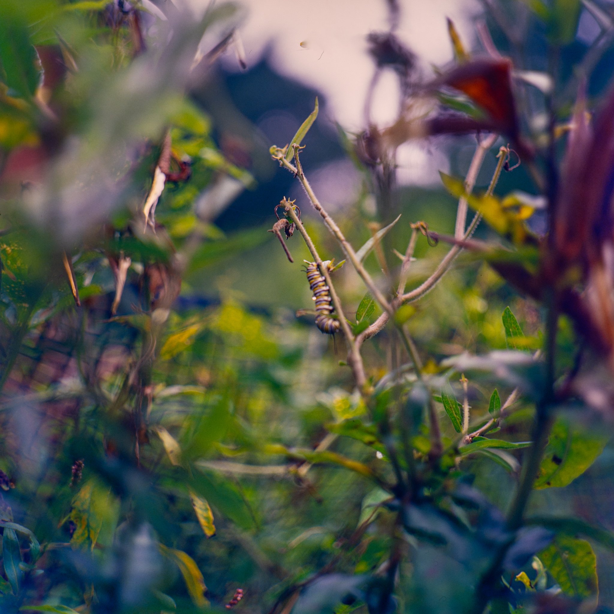 blooms- trees-19.JPG