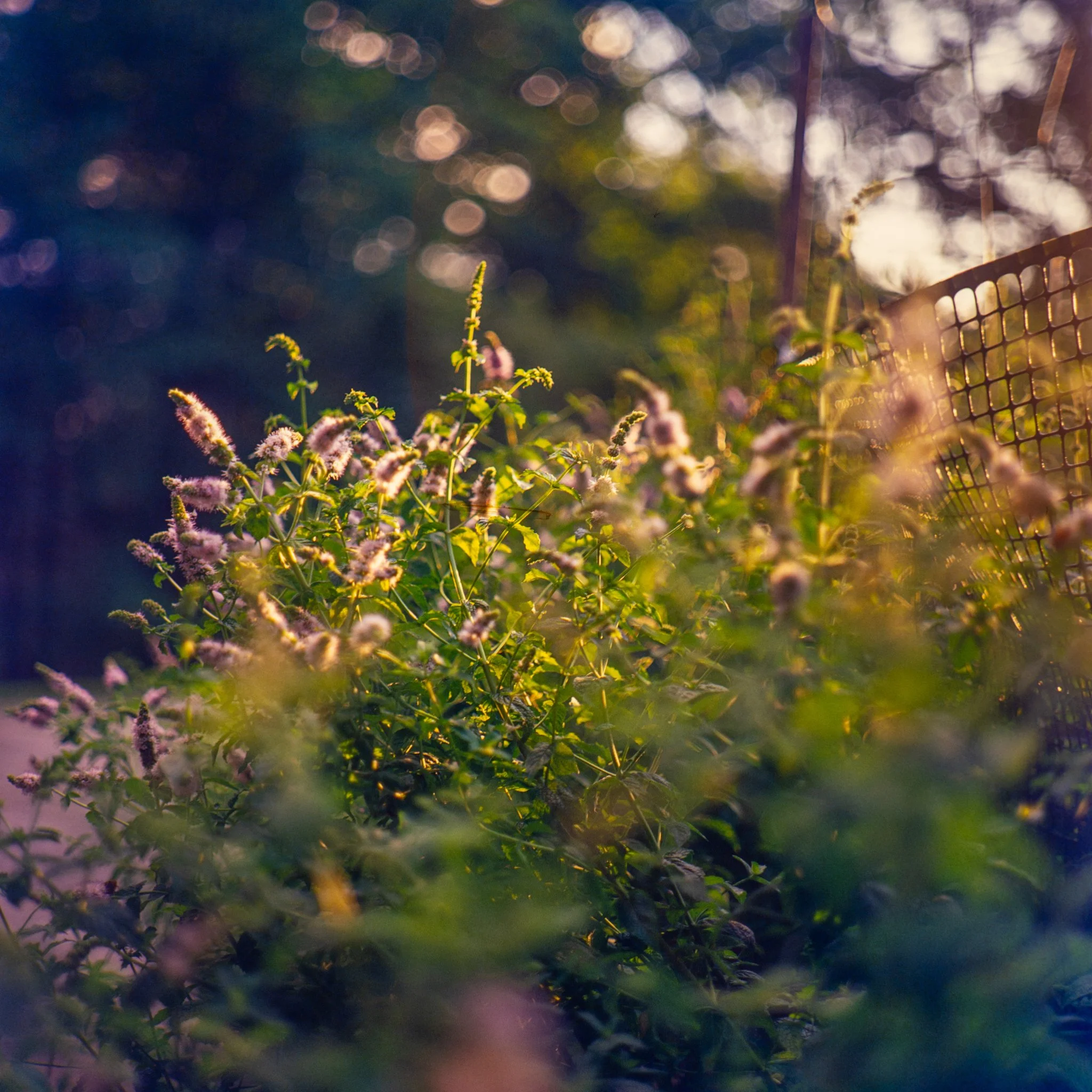 blooms- trees-20.JPG