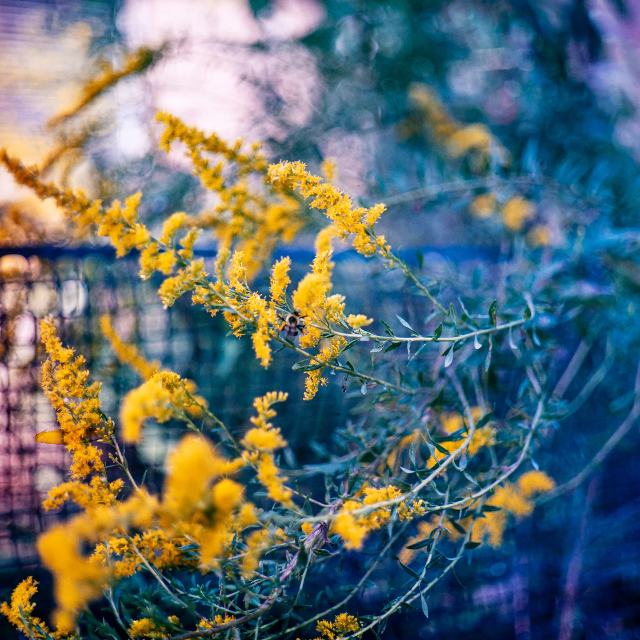 blooms- trees-30.JPG