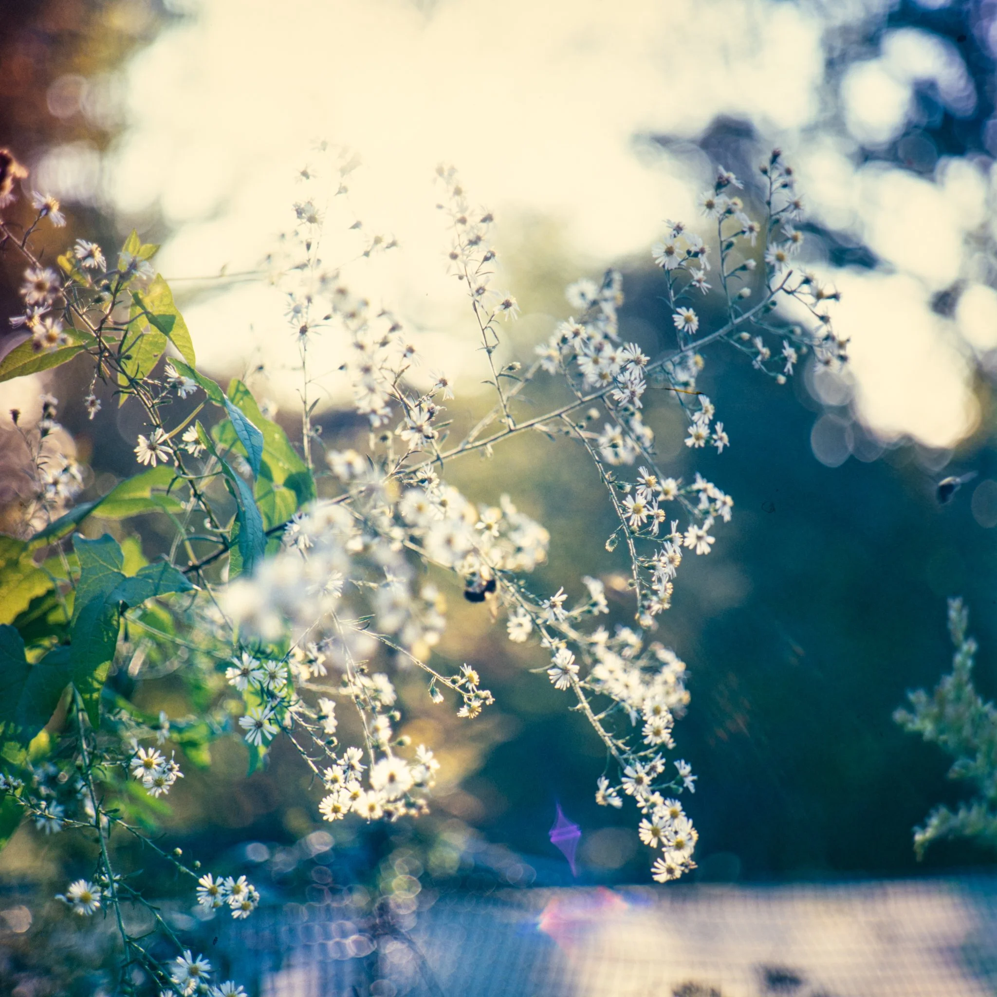 blooms- trees-28.JPG