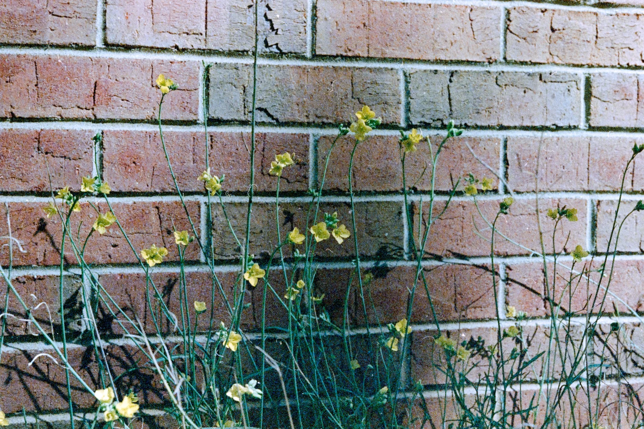 blooms- trees-27.JPG