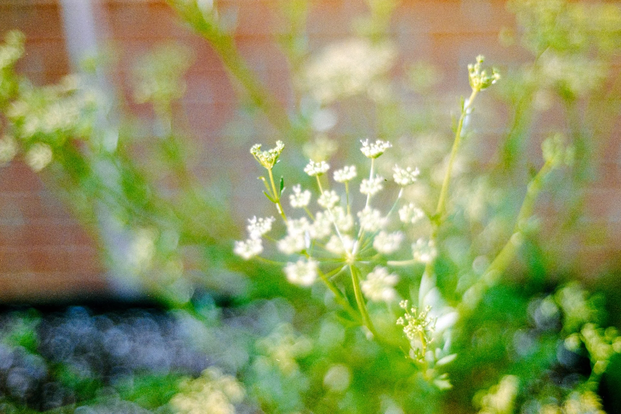 blooms- trees-25.JPG