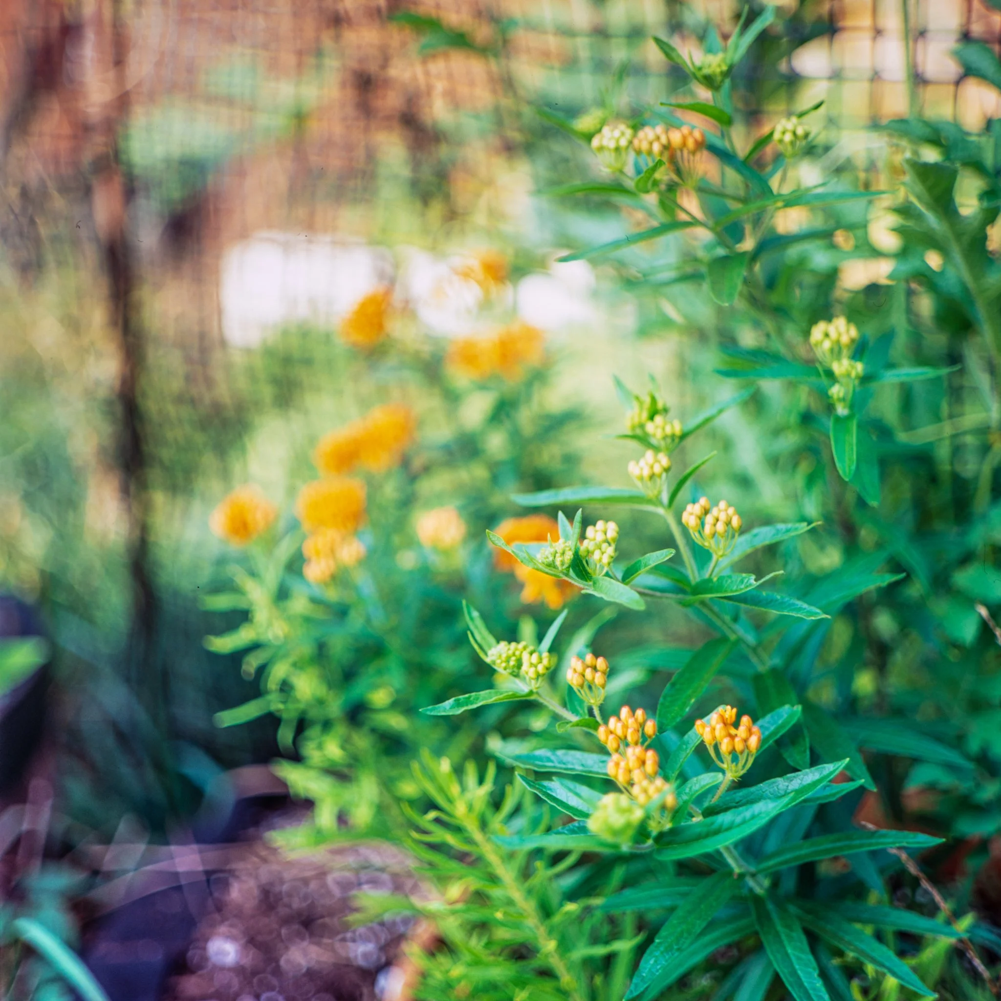 blooms- trees-23.JPG