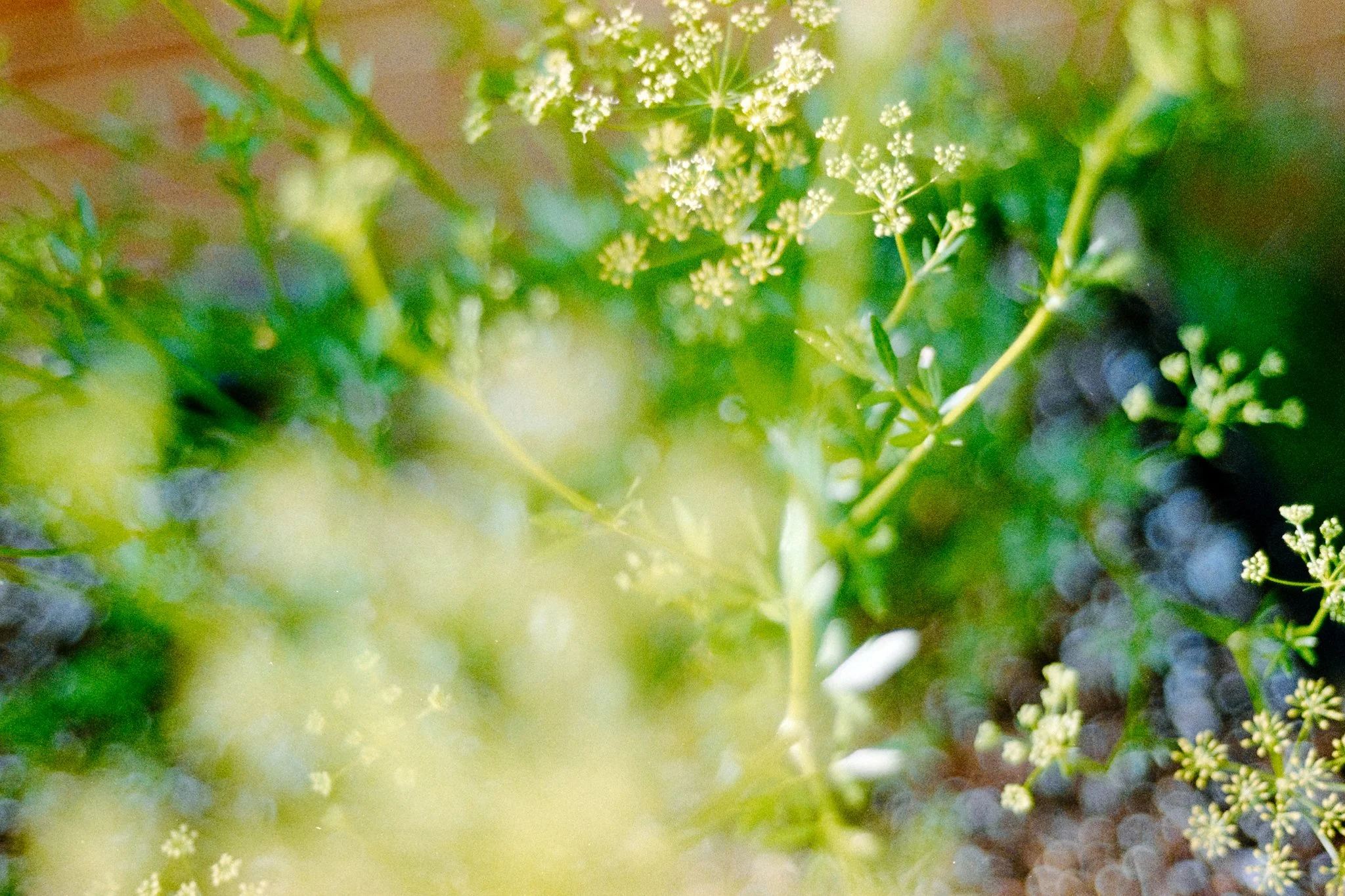 blooms- trees-26.JPG