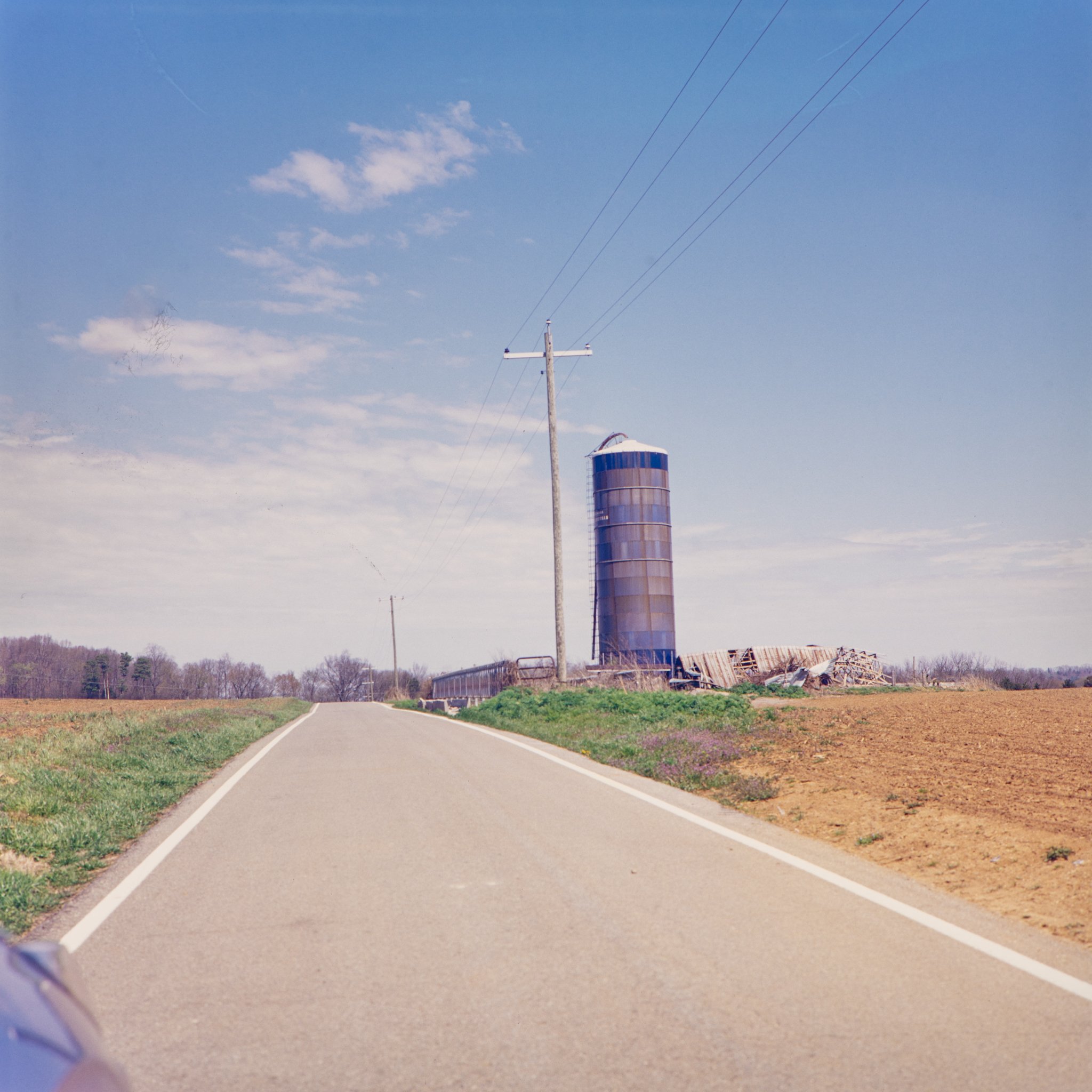 blooms- trees-13.JPG