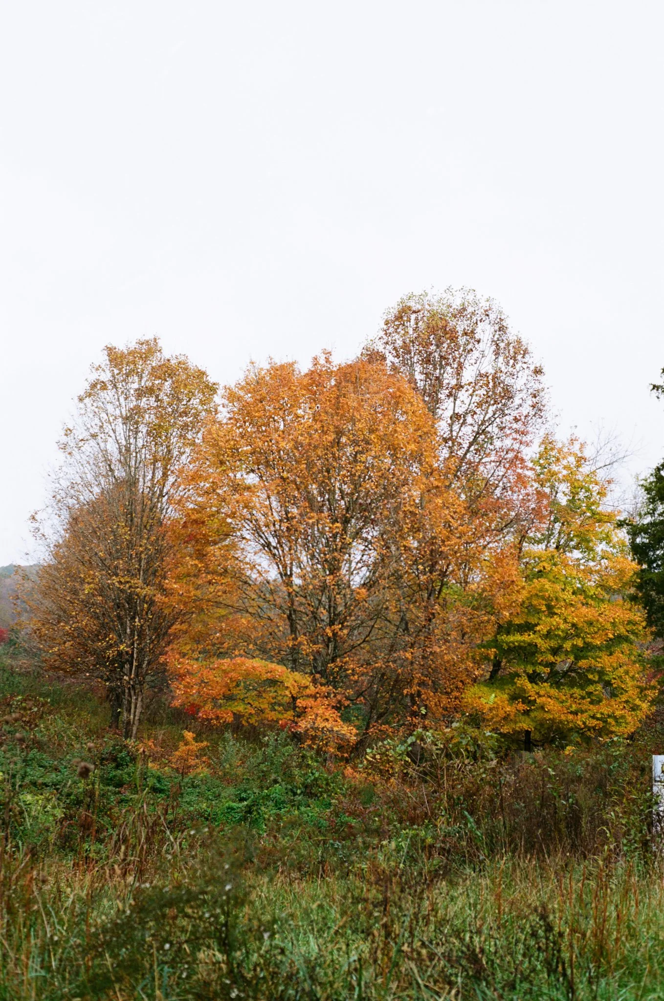 colors old film-033.jpg