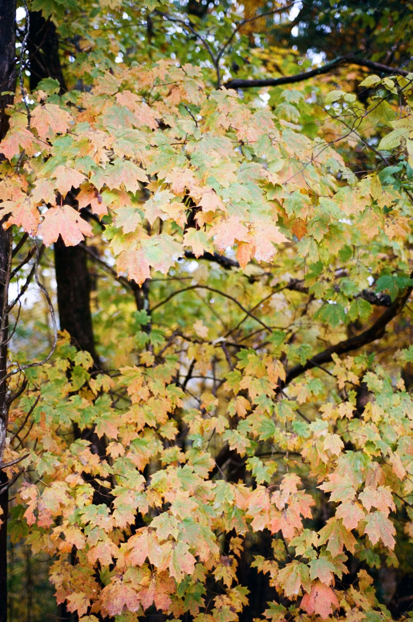 colors old film-042.jpg