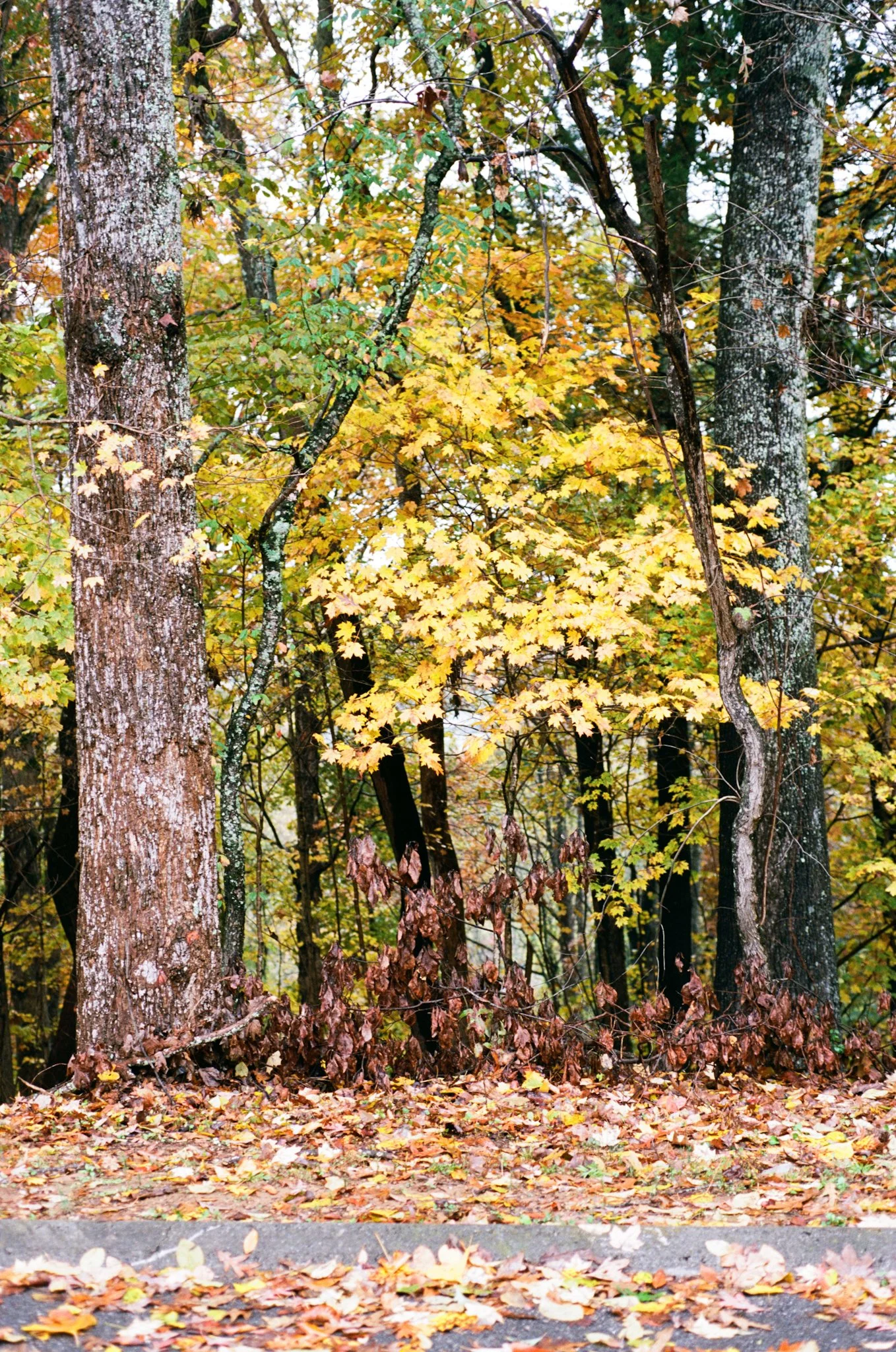 colors old film-044.jpg