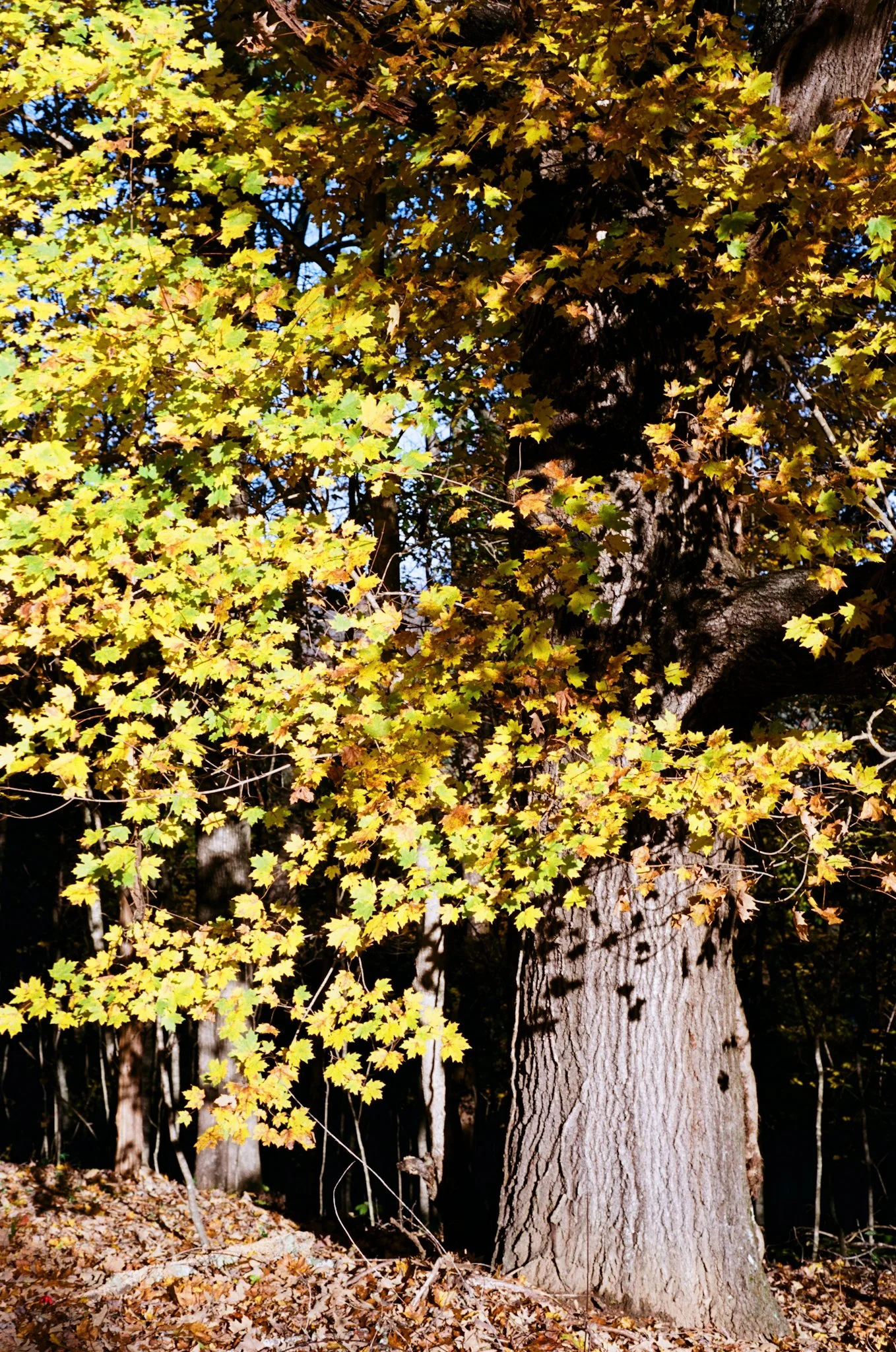 colors old film-048.jpg