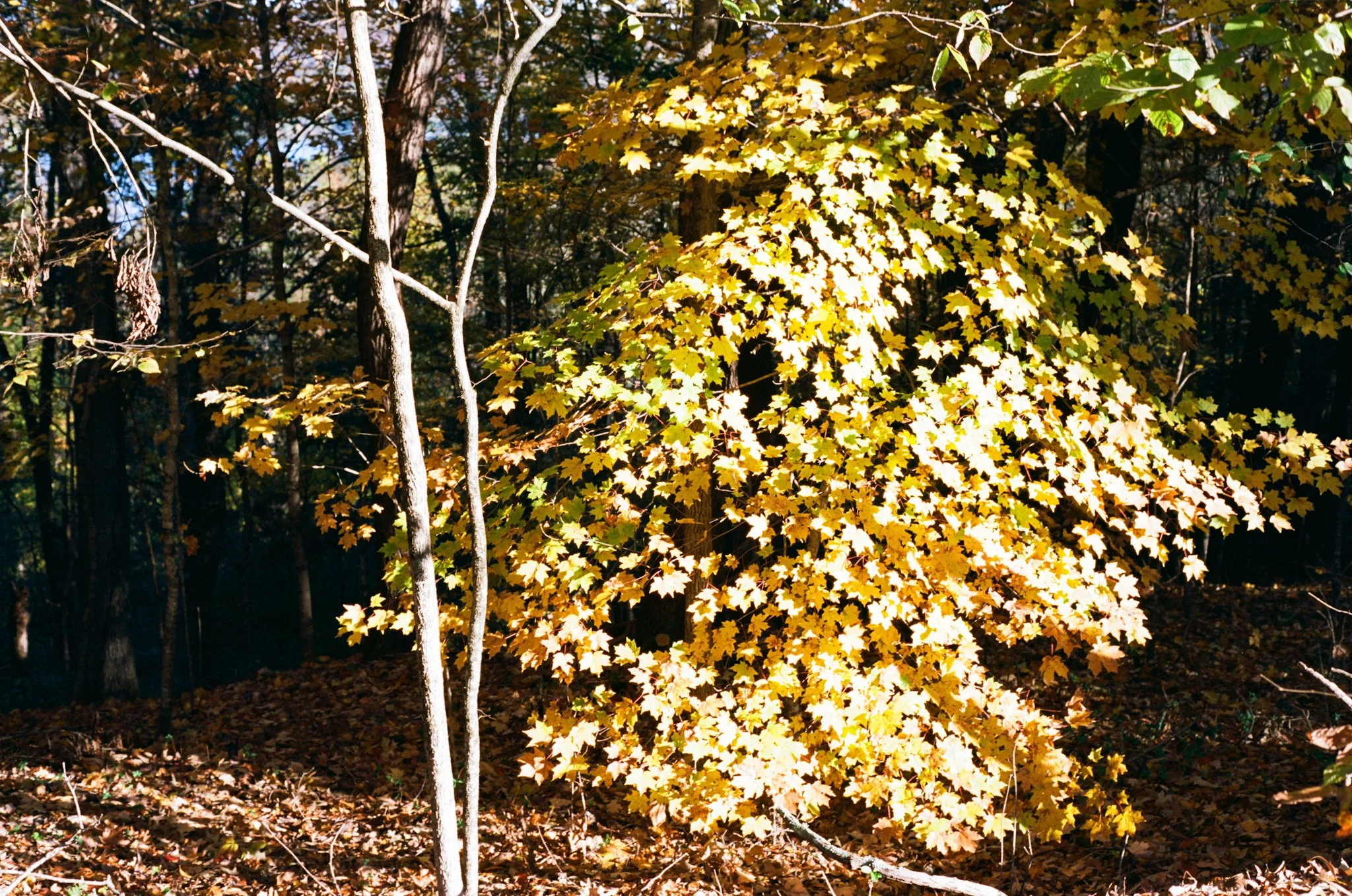 colors old film-049.jpg