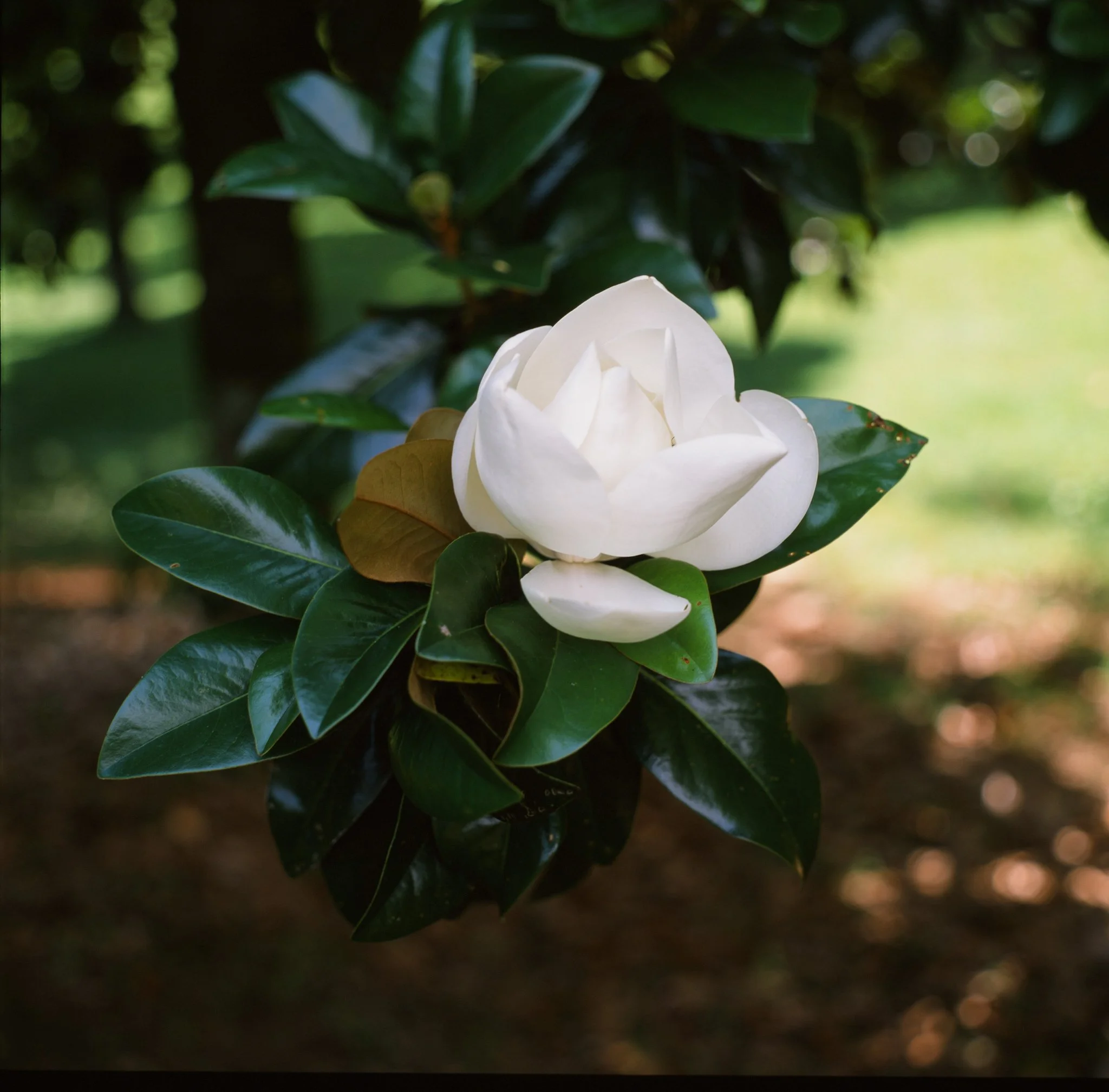 colors old film-096.jpg