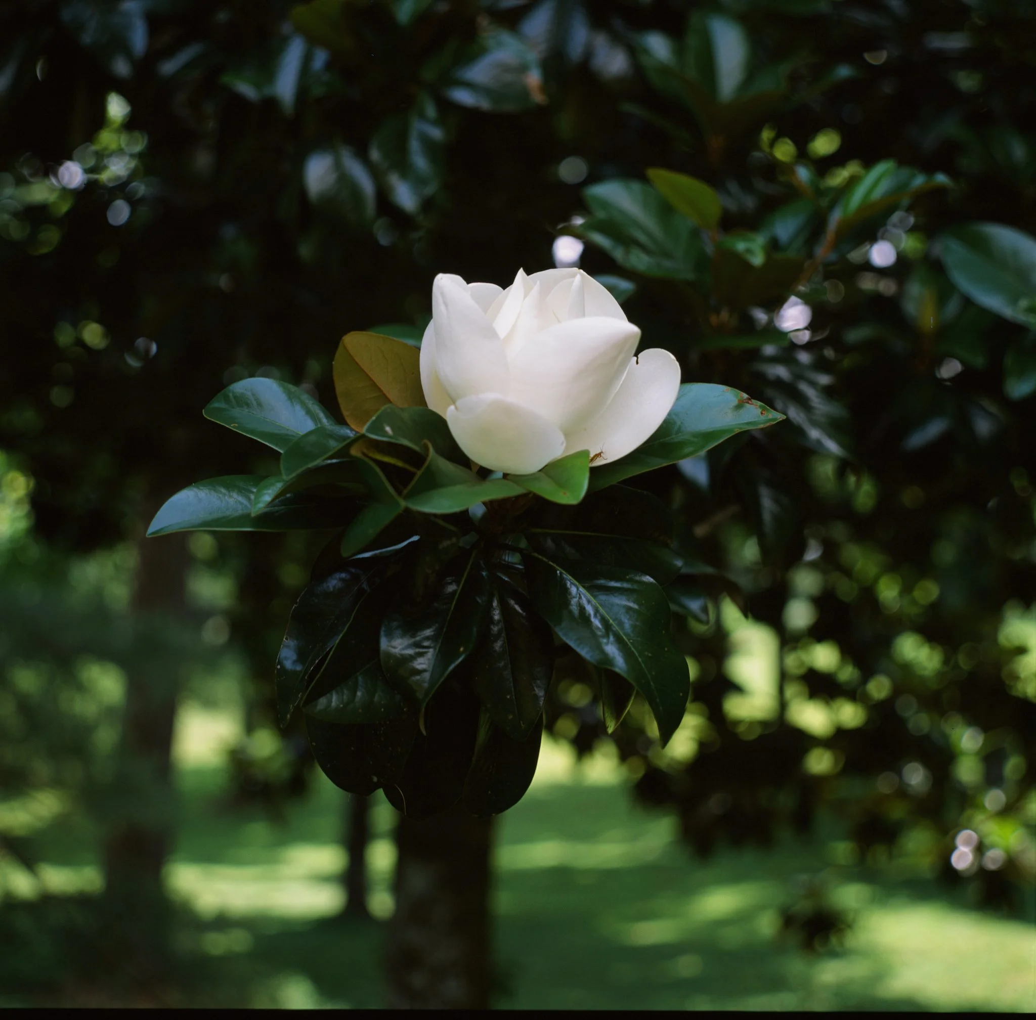 colors old film-097.jpg