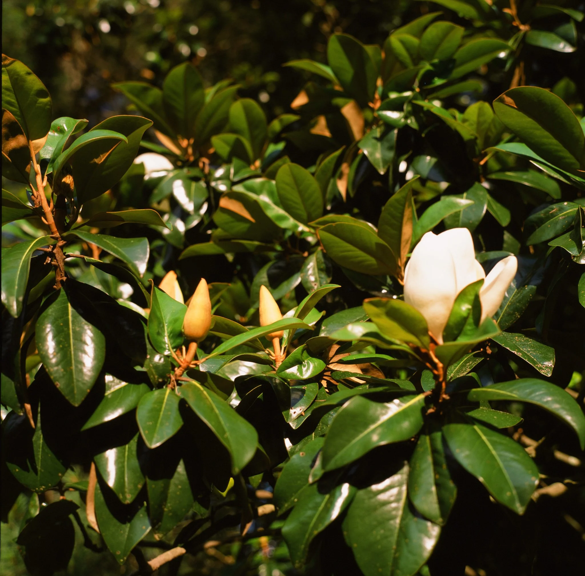 colors old film-098.jpg