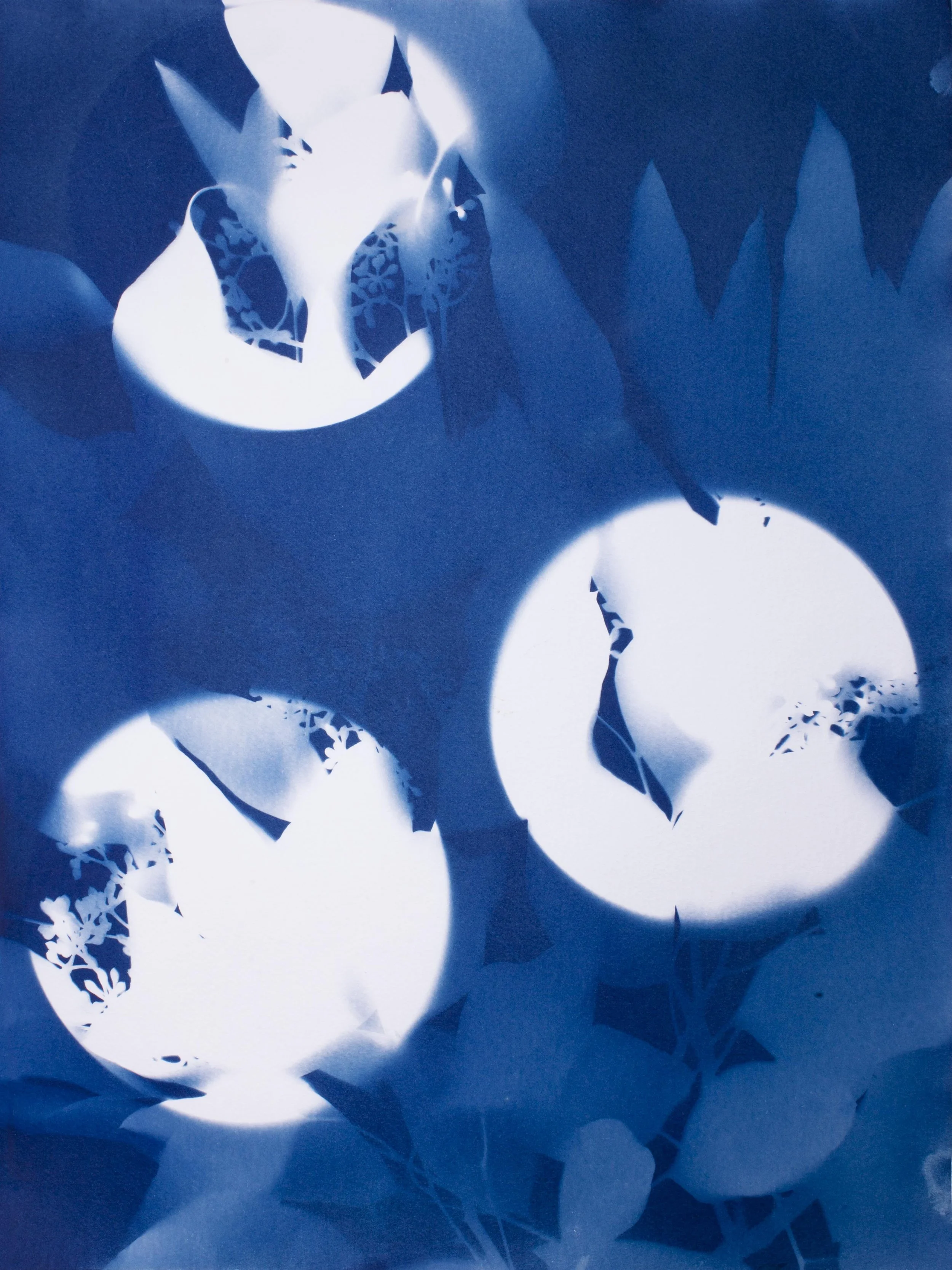 moon_flowers-cyano copy.jpg