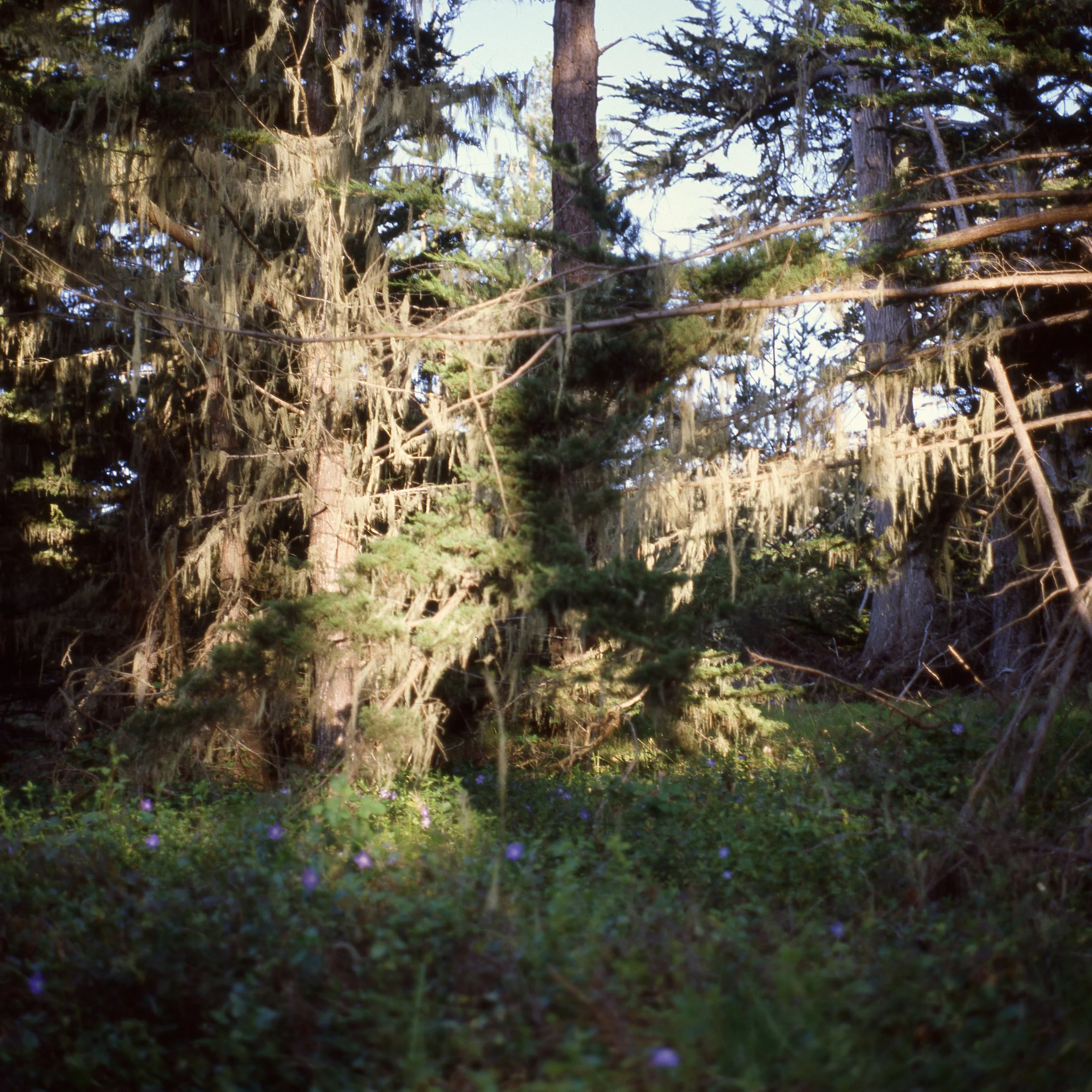bigsur_carmel007.jpg