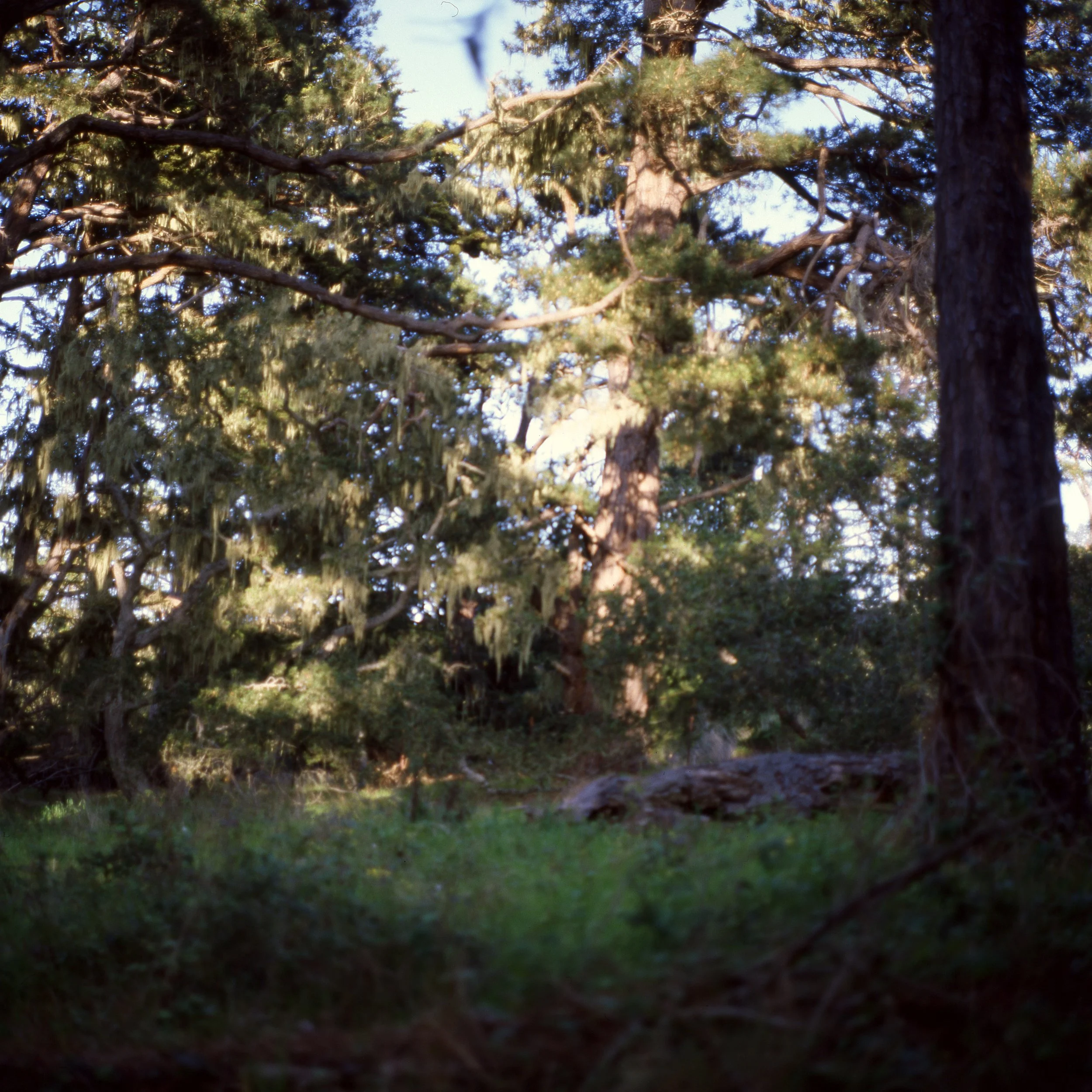 bigsur_carmel009.jpg