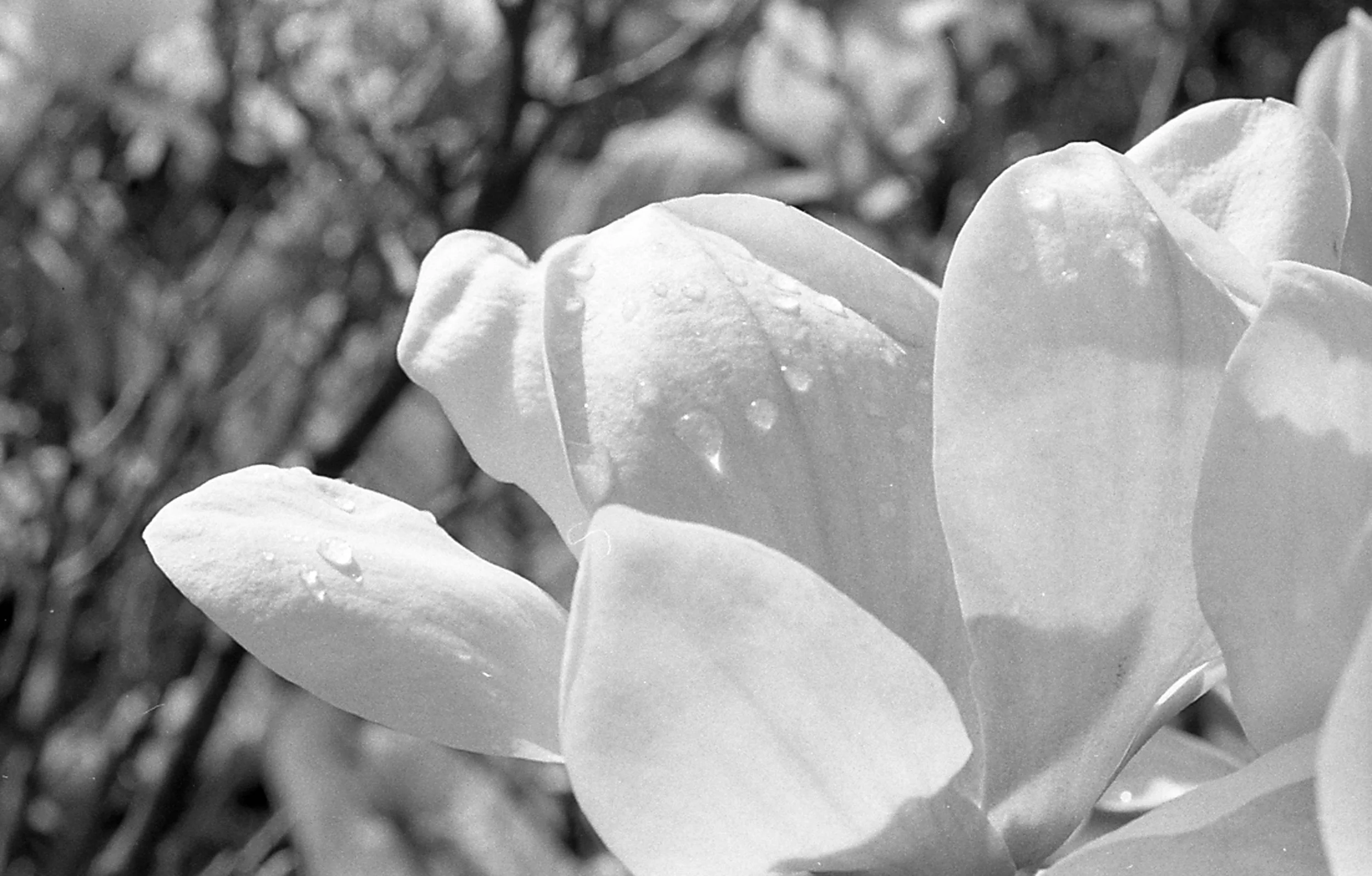 oldiesb&w*62.jpg