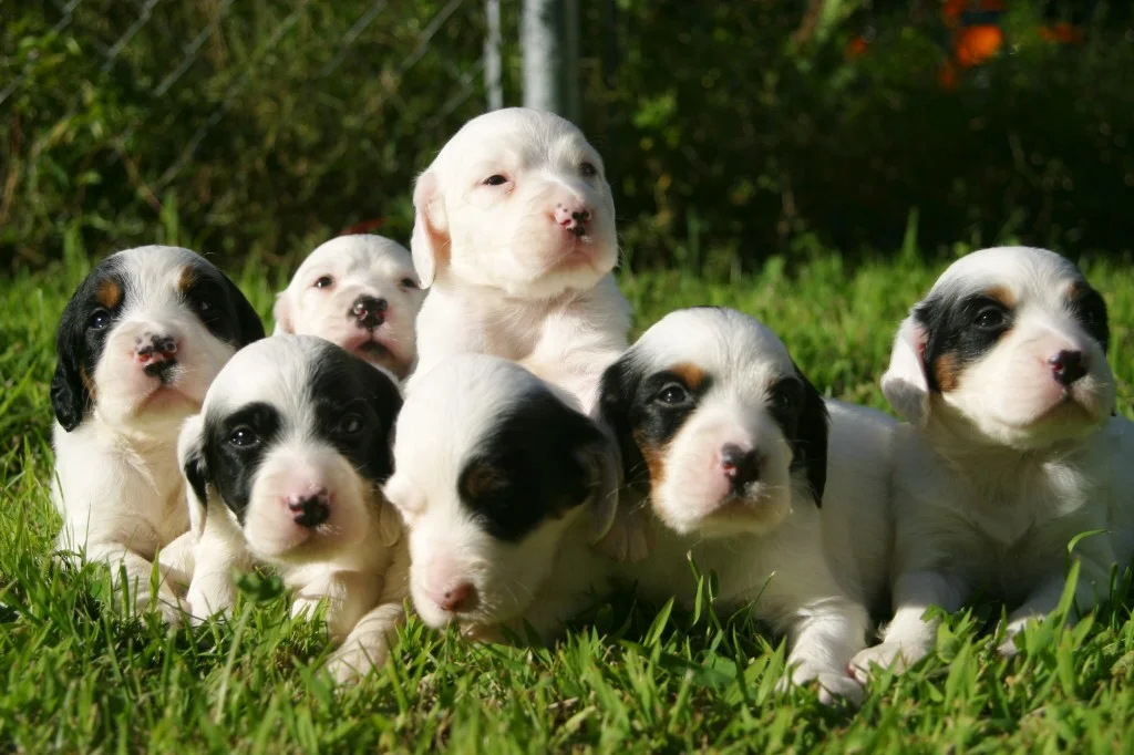 llewellin setter rescue