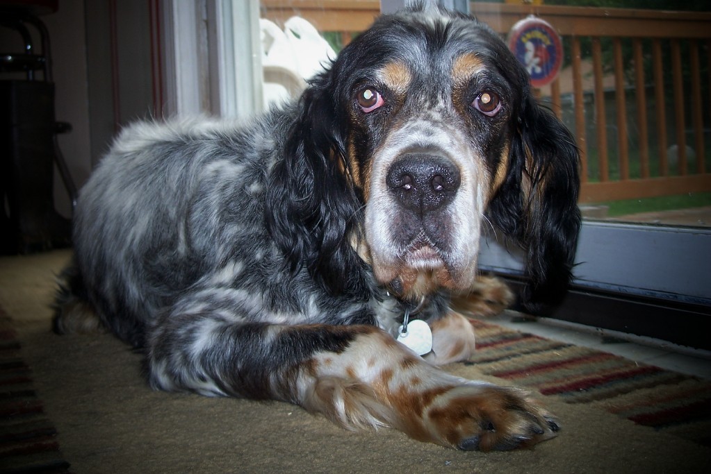 buddyy062511.jpg