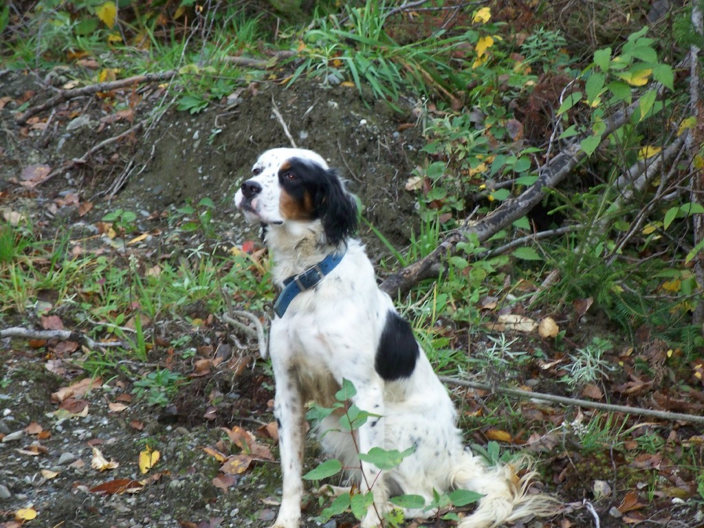 dixie+1002101.jpg