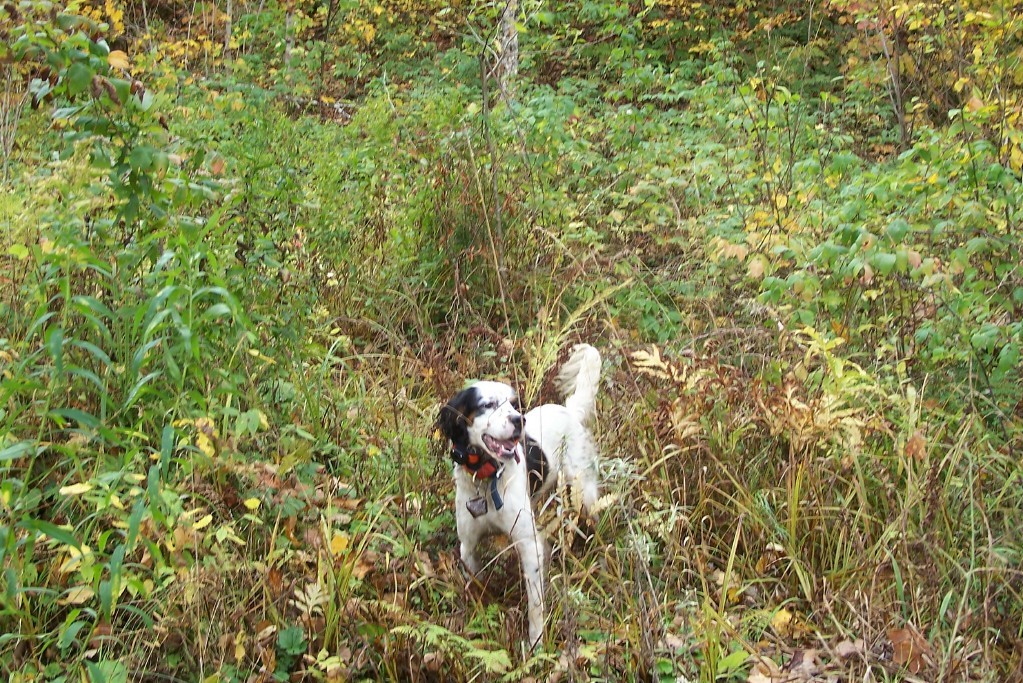 dixie+1002102.jpg