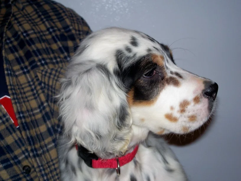cassiepup1211081.jpg