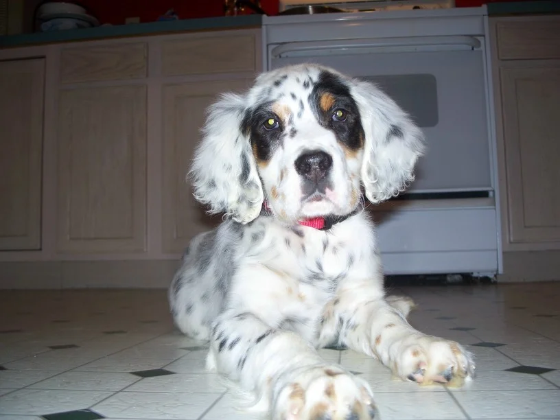 cassiepup1211082.jpg