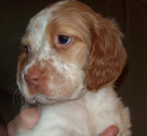 cassiepups39086.jpg