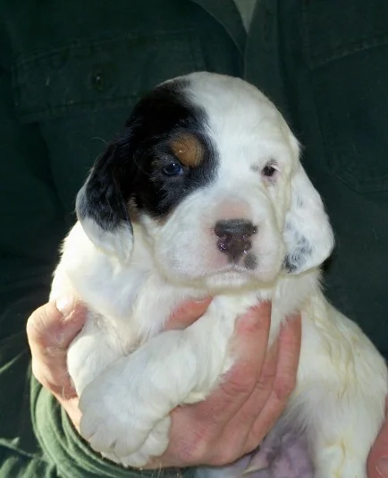 cassiepups224086.jpg