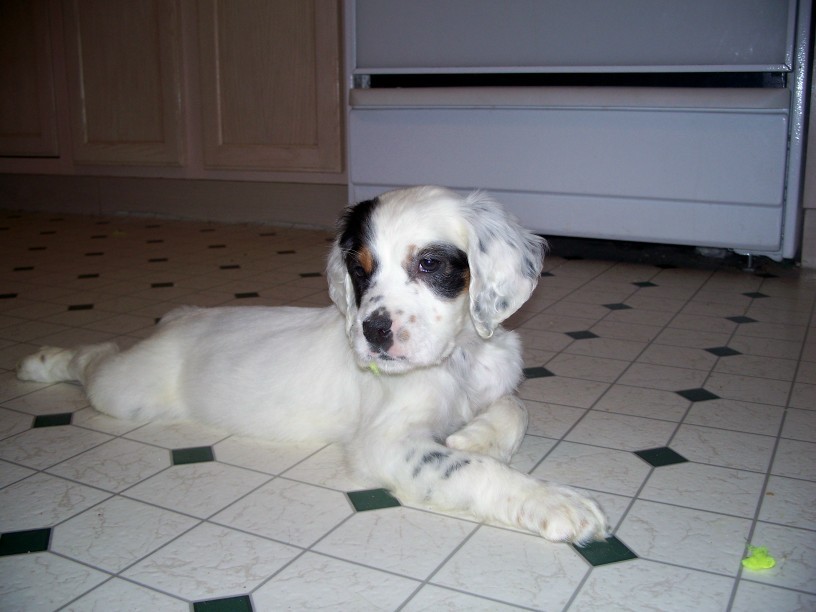 cassiepups321081.jpg
