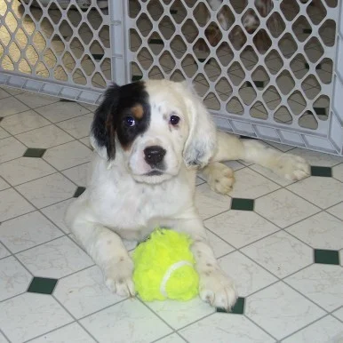cassiepups321084.jpg