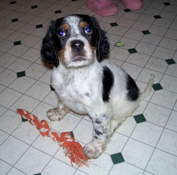 cassiepups321086.jpg