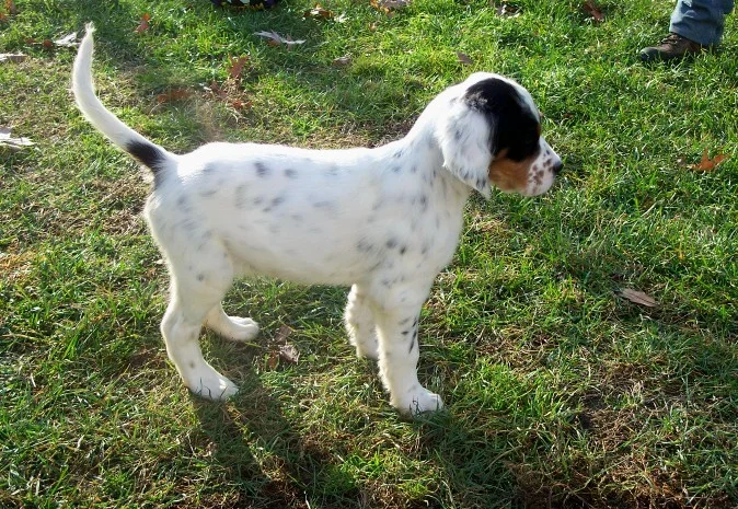 cassiepups1108085.jpg
