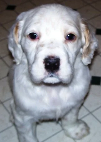 cassiepups1270723.jpg