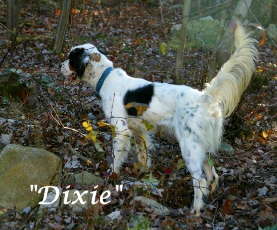 dixie1112103.jpg