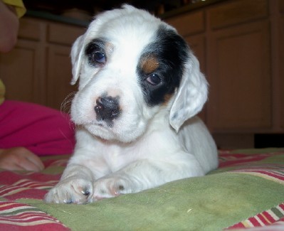 dixiefpups57111.jpg