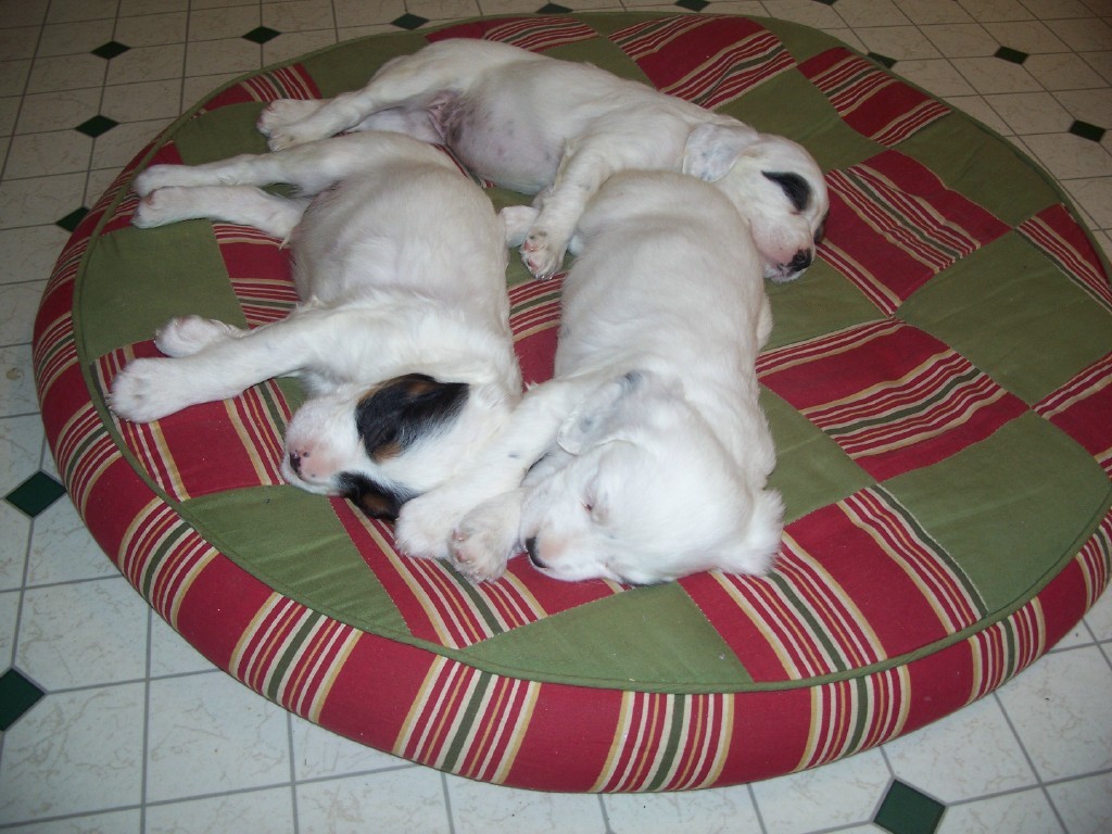 dixiepups57111.jpg