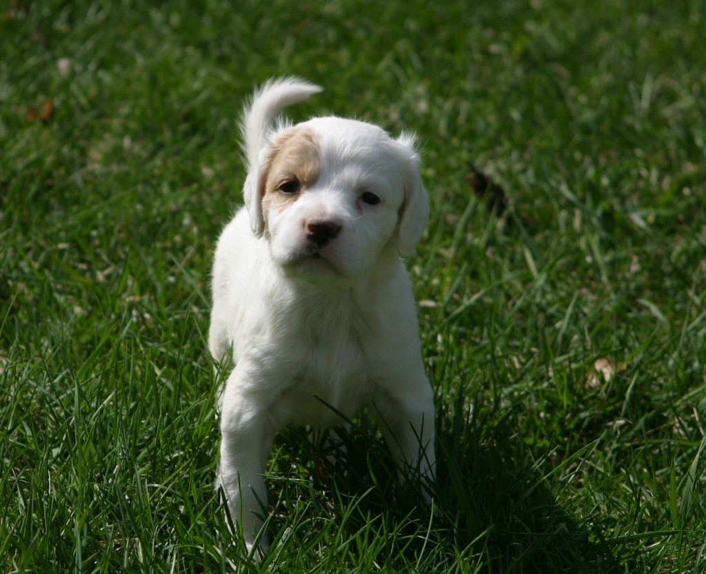 dixiepupsf57114.jpg