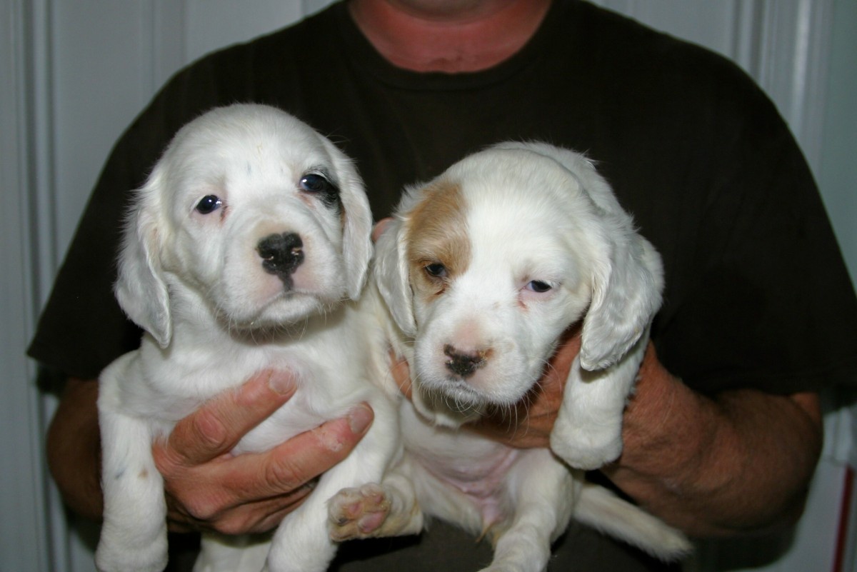 dixiepupsf57115.jpg