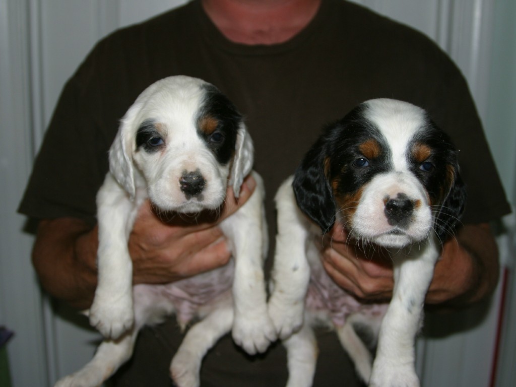 dixiepupsf57116.jpg