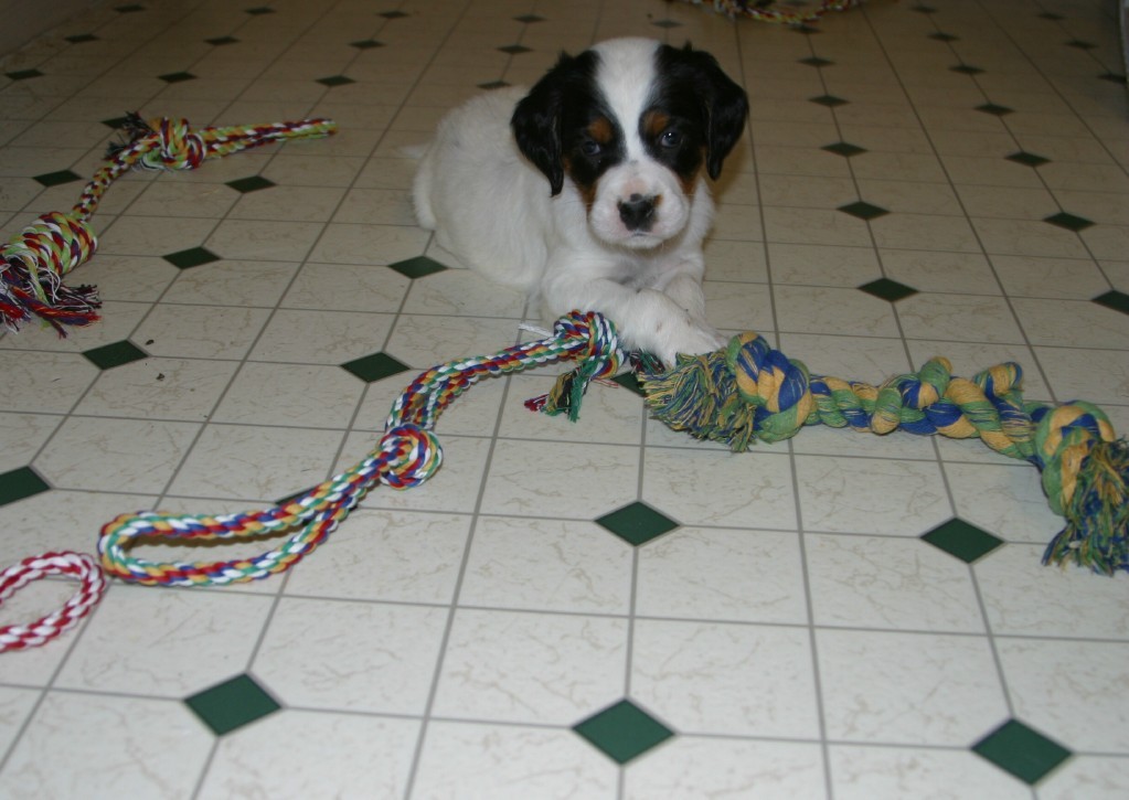 dixiepupsf57117.jpg