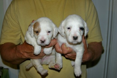 dixiepupsf429111.jpg