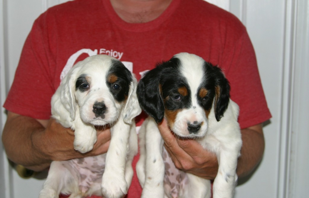 dixiepupsf514111.jpg