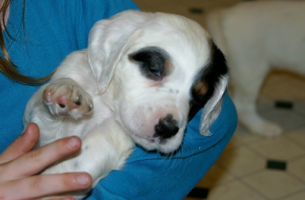 dixiepupsf514113.jpg