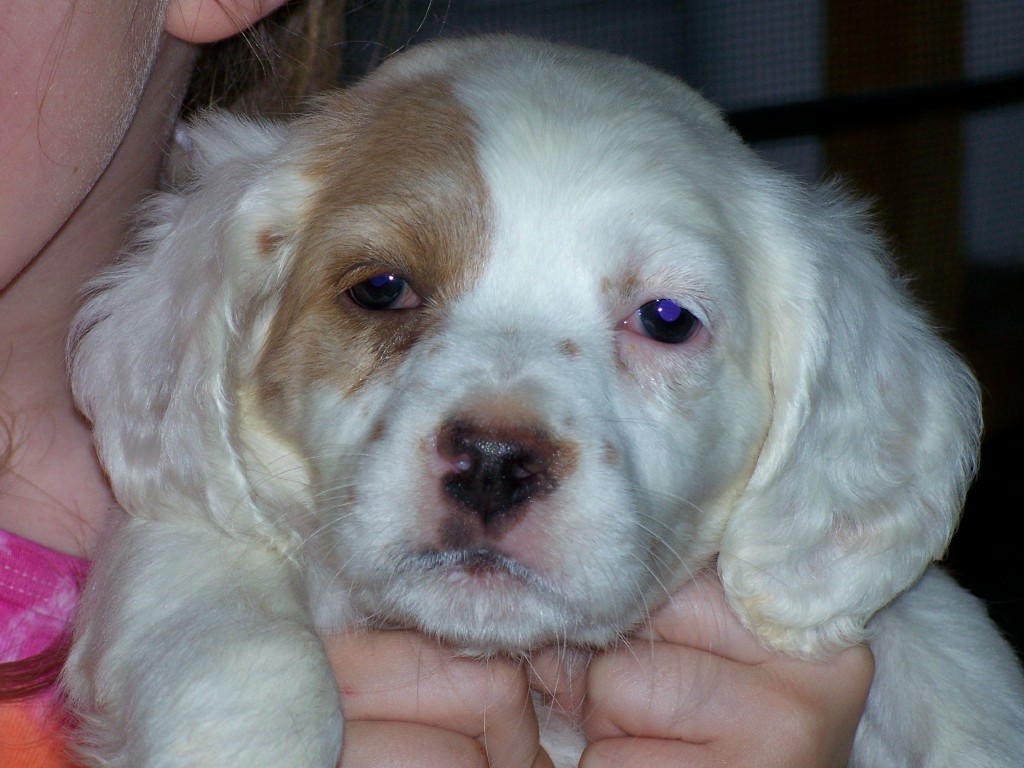 dixiepupsf518111.jpg