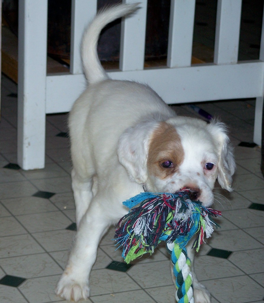 dixiepupsf518112.jpg
