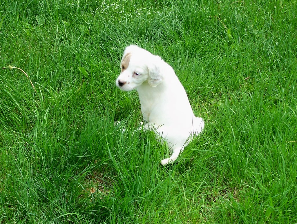 dixiepupsf524112.jpg