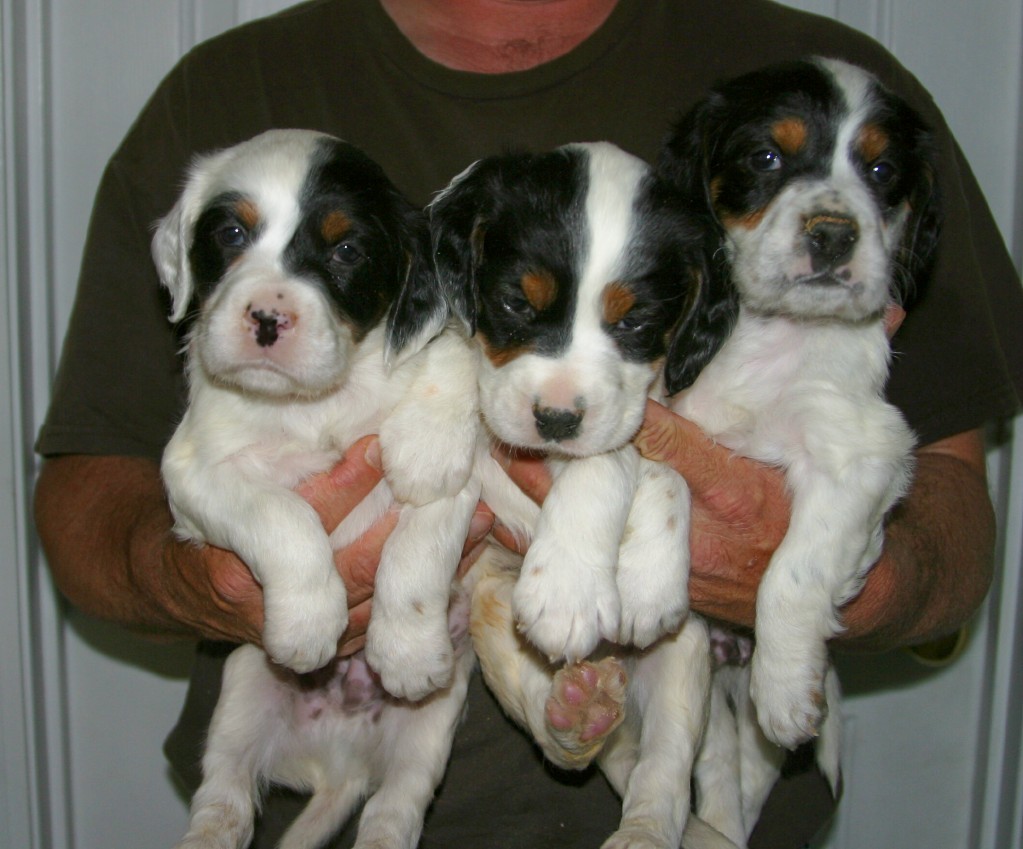 dixiepupsm5711.jpg
