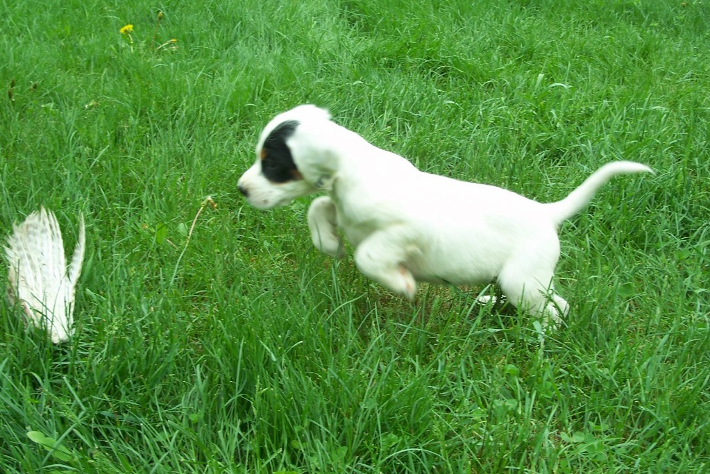 dixiepupsf524115.jpg